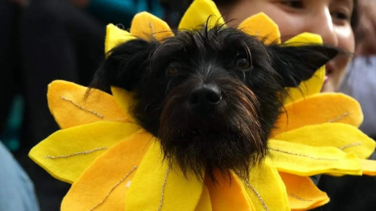 halloween canin : défiez l’ordinaire avec votre chien aux concours de déguisements des mama shelter paris !